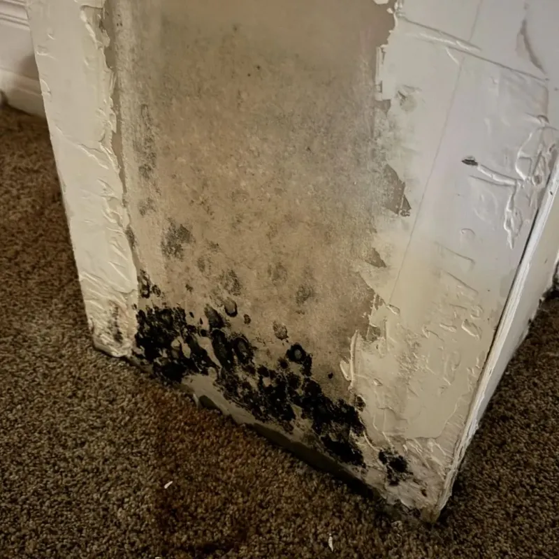 Professional Mold Removal in Sheldon, IL